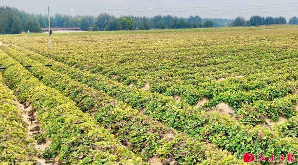 “抱团发展”走出致富路 ——陆丰创新支部联建模式激活乡村振兴内生动力